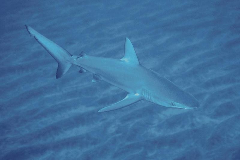 Sharks 16-Unidentified-closeup.jpg