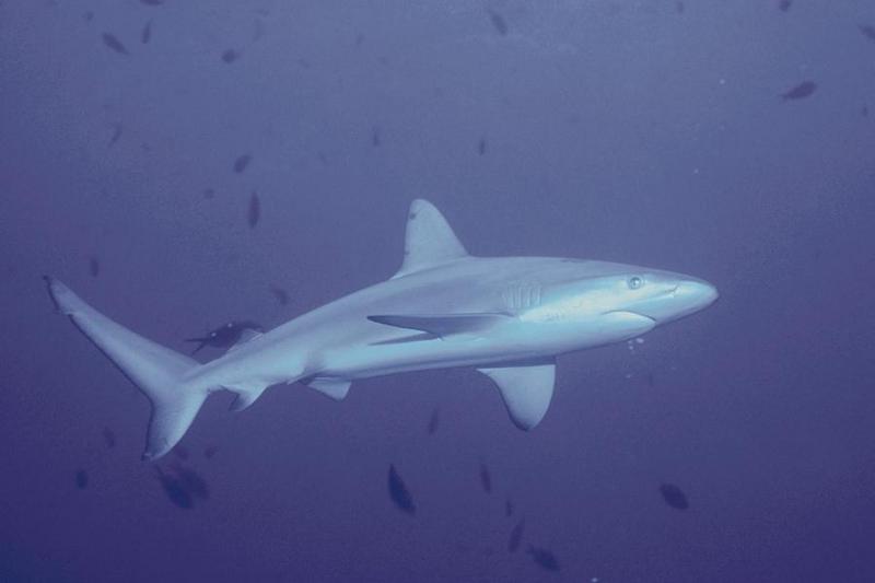 Sharks 18-Unidentified-closeup.jpg