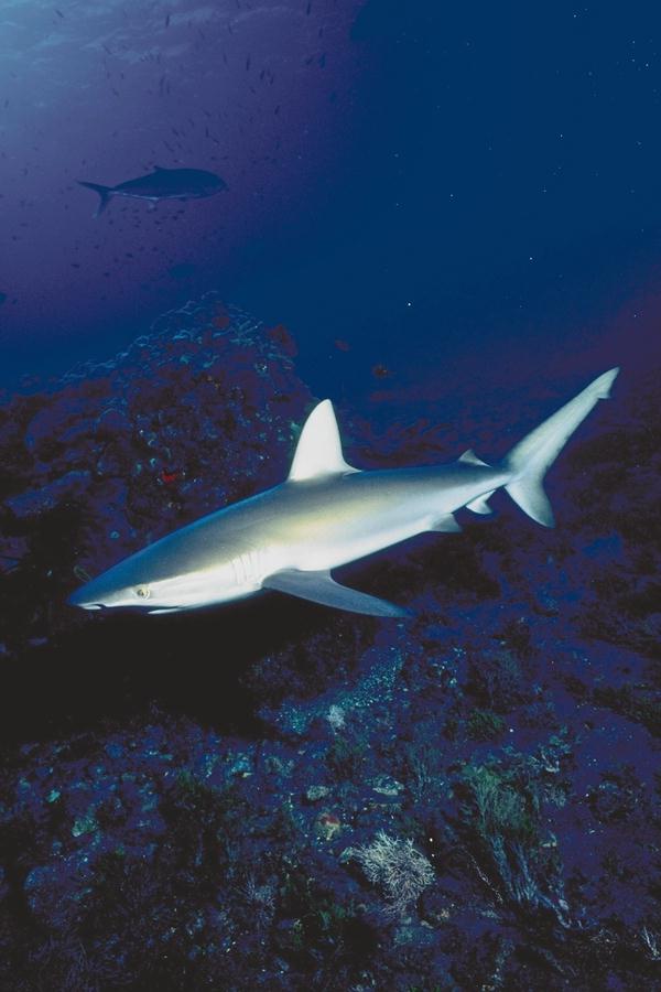 Sharks 19-Unidentified-closeup.jpg