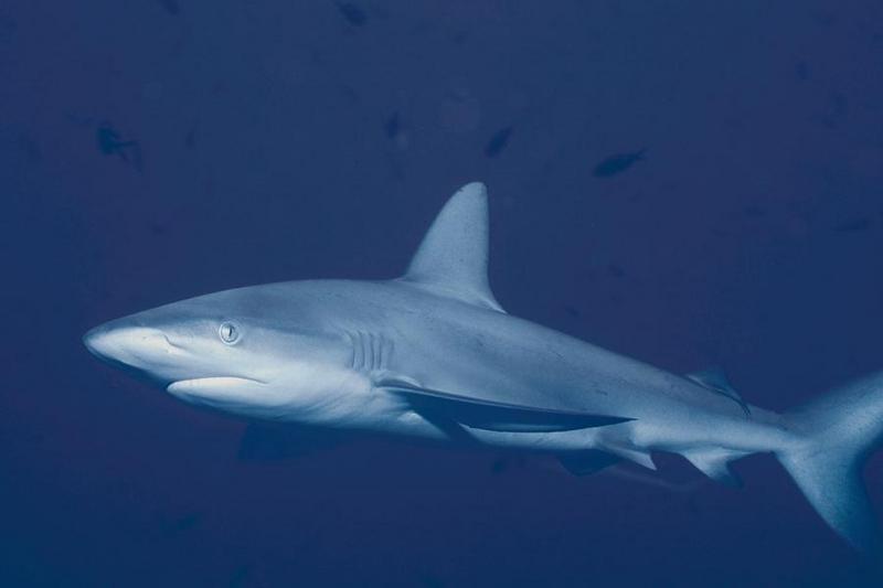 Sharks 21-unidentified-closeeup.jpg