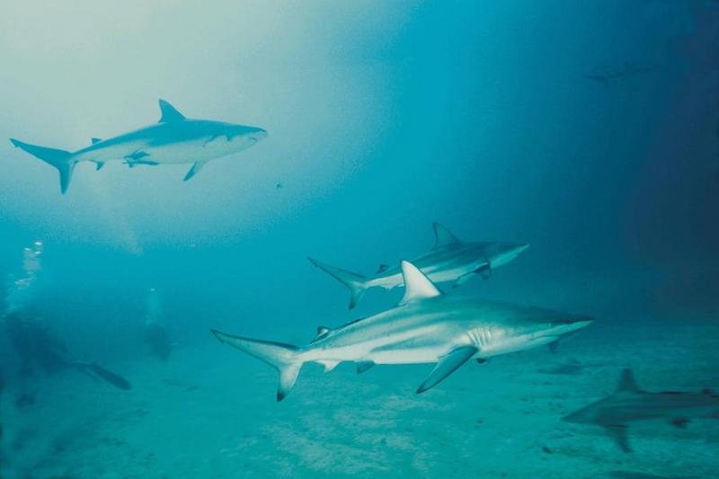 Sharks 50-unidentified.jpg