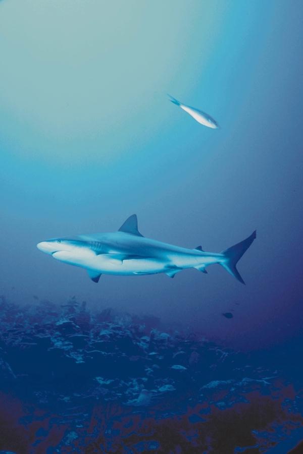 Sharks 52-unidentified.jpg