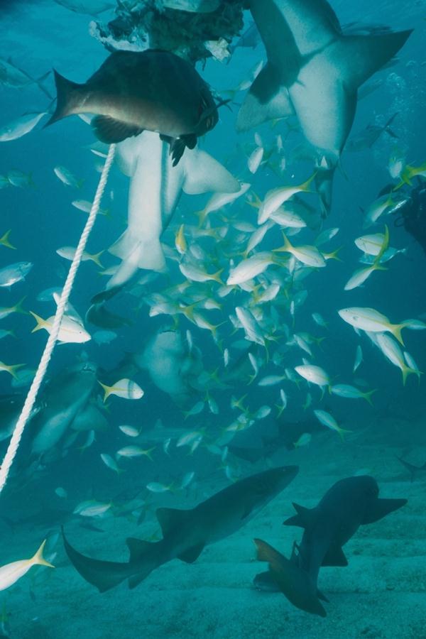 Sharks 54-unidentified-with Yellowtail Snappers.jpg