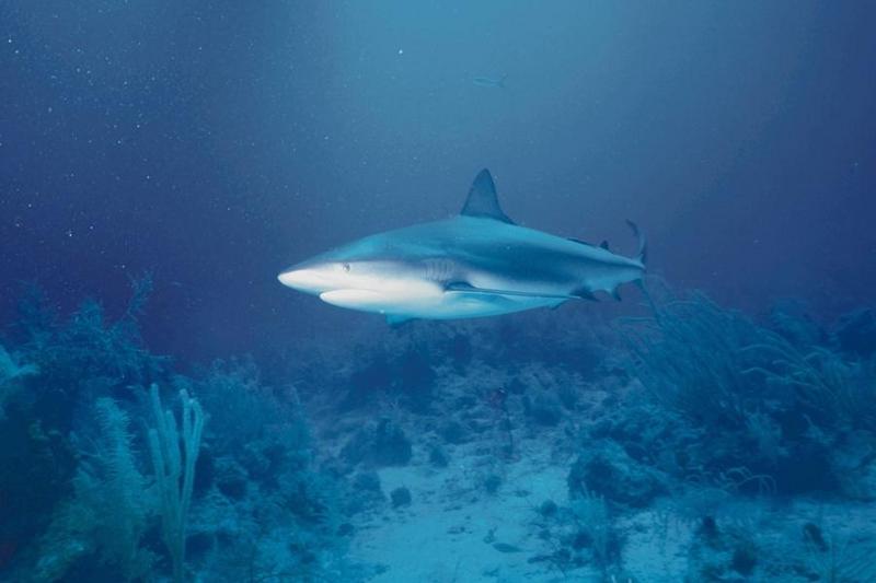 Sharks 60-unidentified.jpg