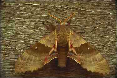 Moth0003-sitting on wall.jpg