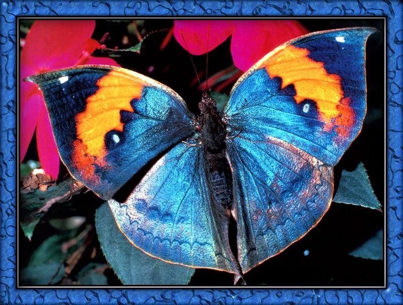 zfox bugs00 b1 butterfly.jpg