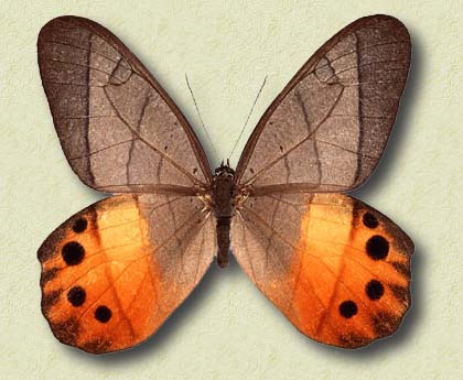 00004-Unidentified Butterfly.jpg
