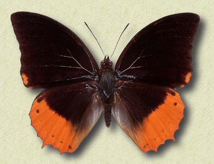 00006-Unidentified Butterfly.jpg