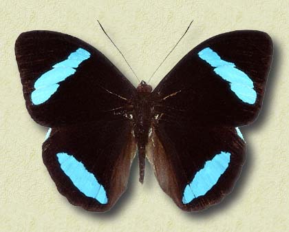 00014-Unidentified Butterfly.jpg
