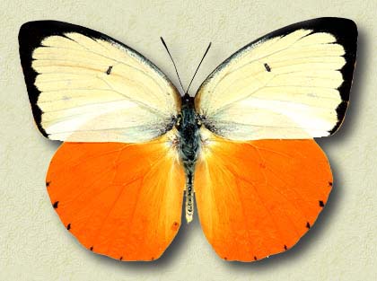00015-Unidentified Butterfly.jpg