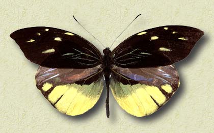 00017-Unidentified Butterfly.jpg