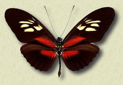 00018-Unidentified Butterfly.jpg