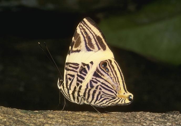 52034-Butterfly.jpg