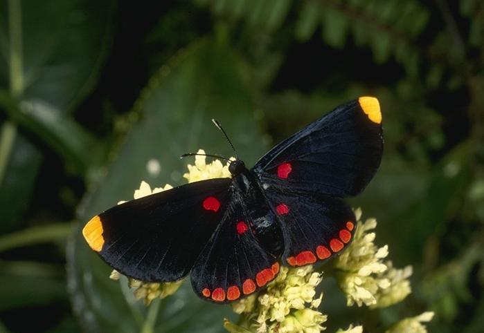 52062-Butterfly-YellowTip.jpg