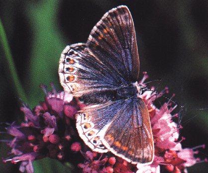 btr5-Butterfly-OnFlower.jpg