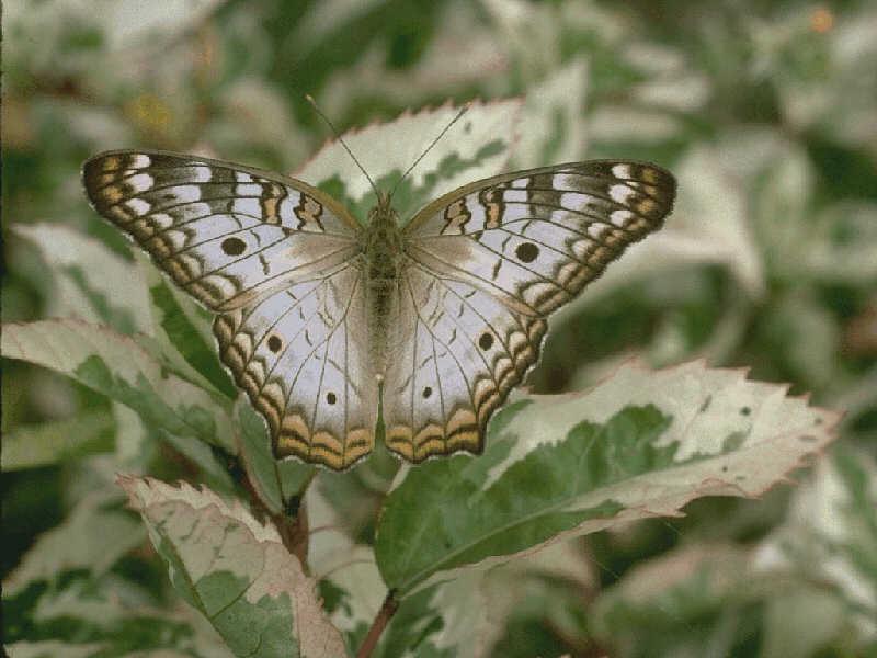 Butterfly01-Gray On Leaf.jpg