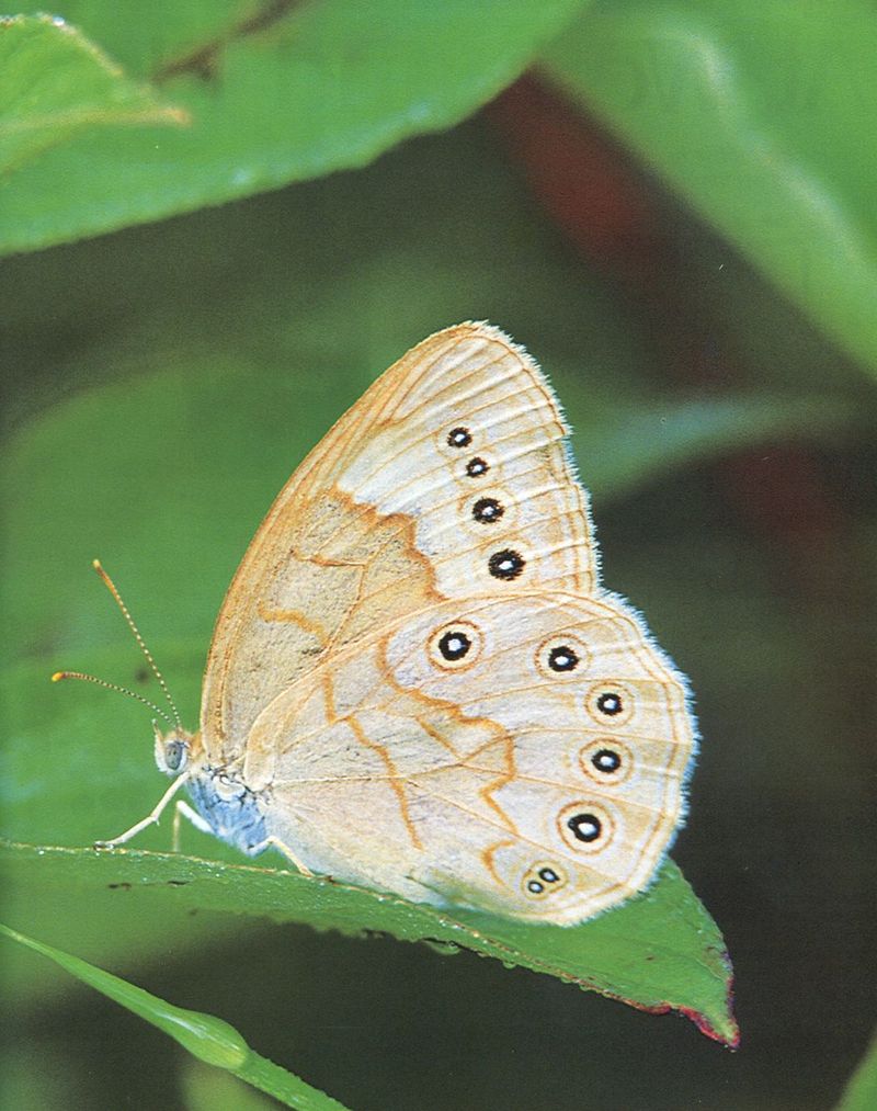 butterfly1-unidentified-by Joel Williams.jpg