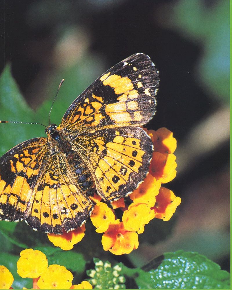 butterfly3-unidentified-by Joel Williams.jpg