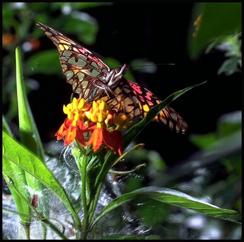 butterfly-46.jpg