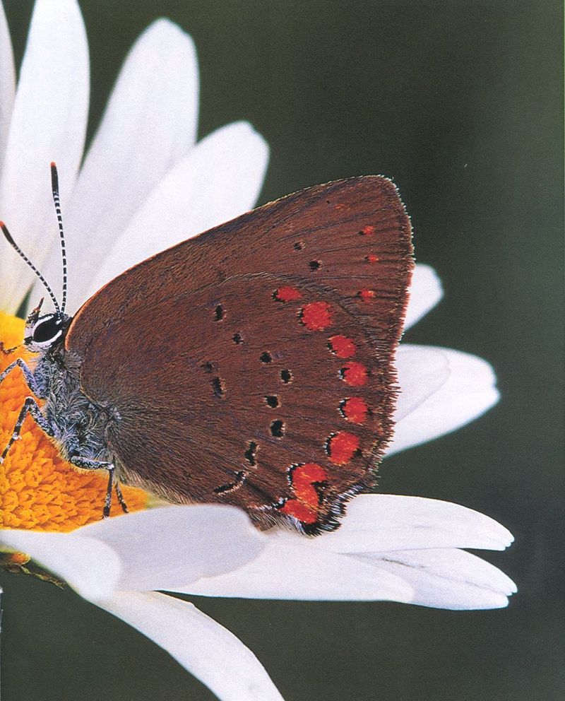butterfly6-unidentified-by Joel Williams.jpg