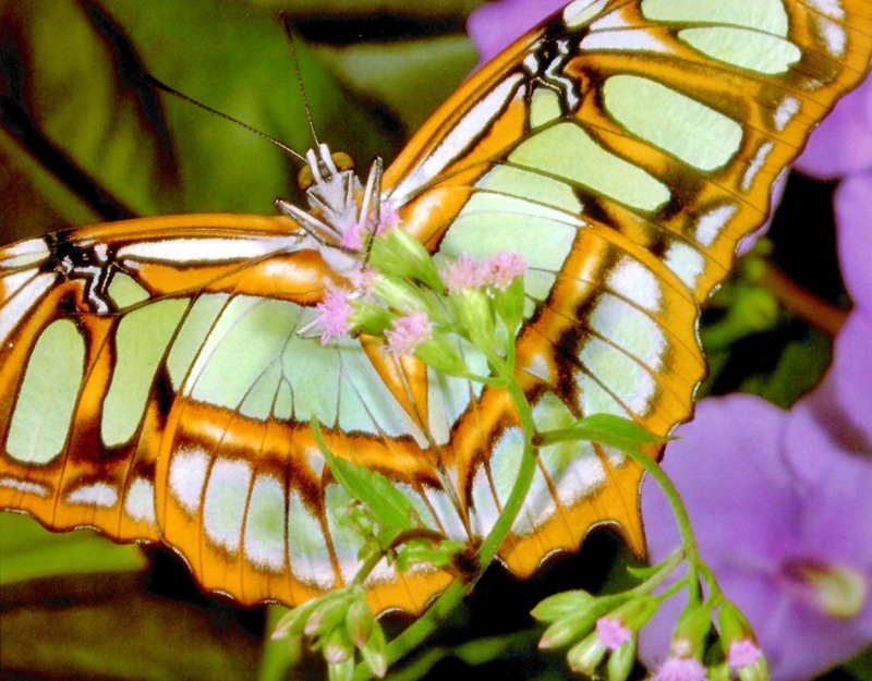 Butterfly On Flower-Abdominal View.jpg