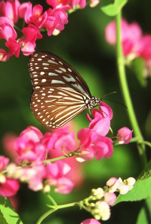 Butterfly-Snapdragon.jpg