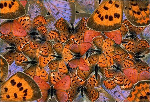 Butterfly Wings2-Composite.jpg