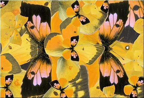 Butterfly Wings5-Composite.jpg