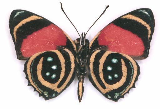 Cmaroner-Butterfly-Venezuela.jpg