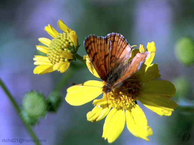 FButrflowr-Butterfly on yellow flowers.jpg