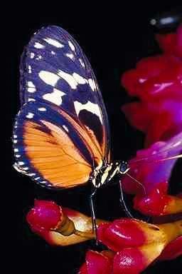 Fj ril1-Butterfly-on petal.jpg