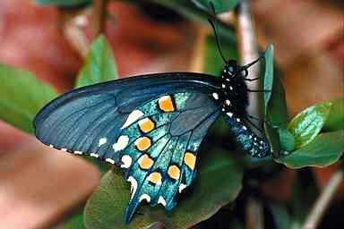 Fj ril-Swallowtail Butterfly.jpg