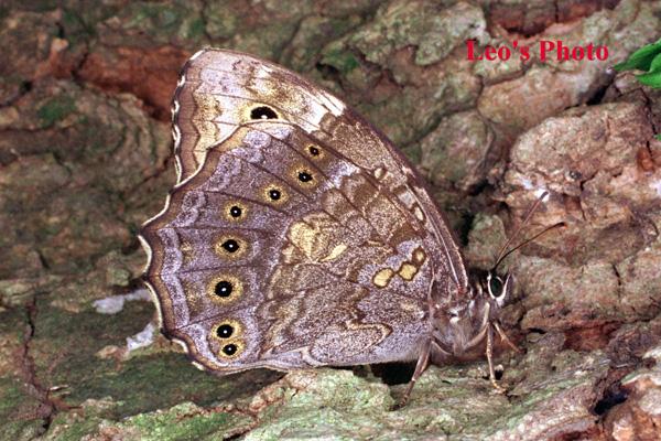 Leo Photo-an-2-Swallowtail Butterfly.jpg