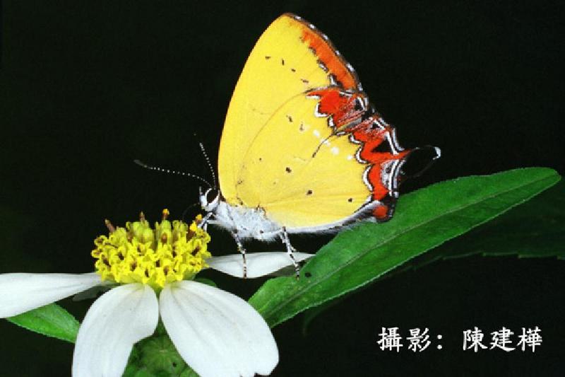 Leo Photo-Yellow Butterfly-On Flower-bu-a6.jpg