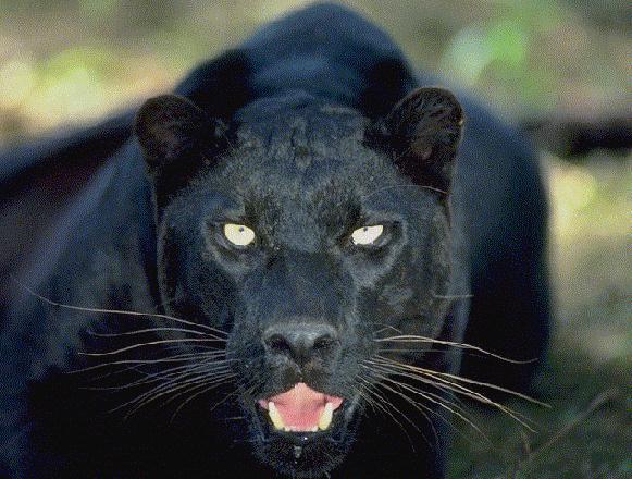 00393-Black Panther-Face Closeup.jpg