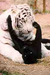 0jamtaj2-White Tiger and Black Panther.jpg