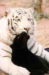 0jamtaj-White Tiger and Black Panther.jpg