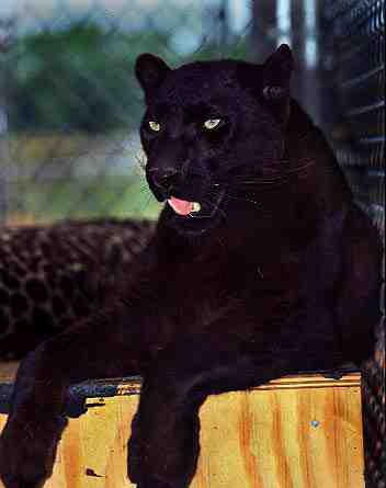0panth1-Black Panther-In Cage.jpg