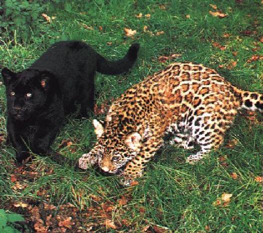 2 Jaguar Cubs-Black Panther and Normal.jpg