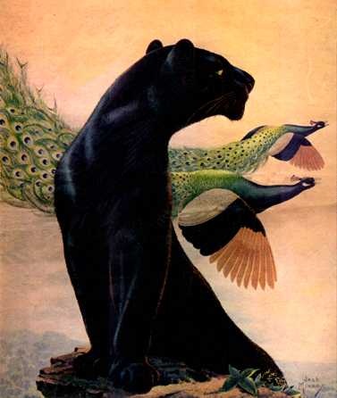 anmwi072-Painting-Black Panther and Peacocks in flight.jpg