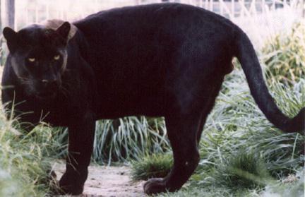 Black1-Leopard-panther closeup.jpg