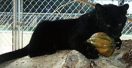 black cub-Black Leopard-baby.jpg