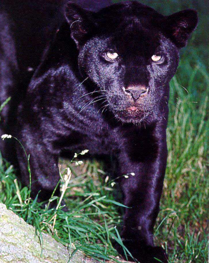 Black Jaguar01-Panther Closeup.jpg