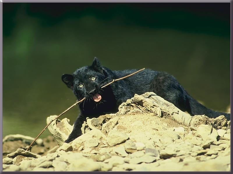 Black Leopard  Young-romping.jpg