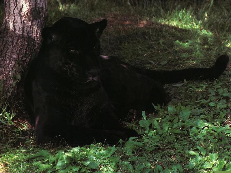 panther07gt-Black Leopard.jpg
