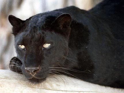 Black Panther-leopard-head closeup.jpg