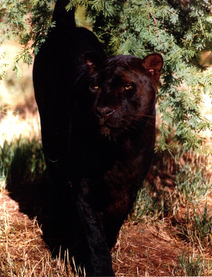 Black Panther02gt-walking.jpg