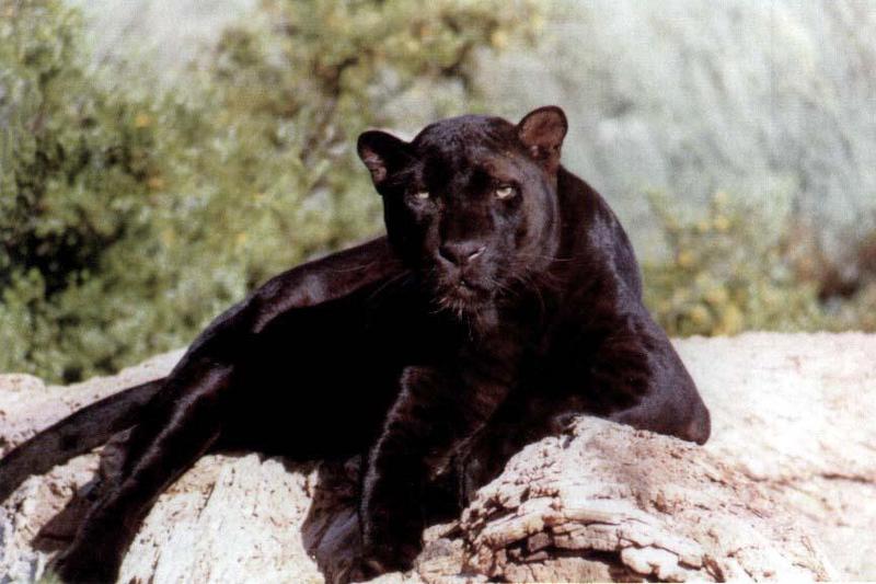 Black Panther03gt-Relaxing on Rock.jpg