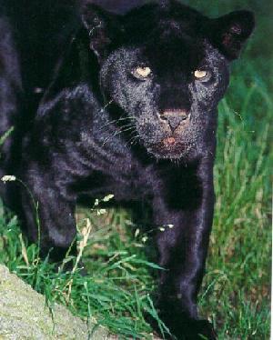 Black Panther1.jpg