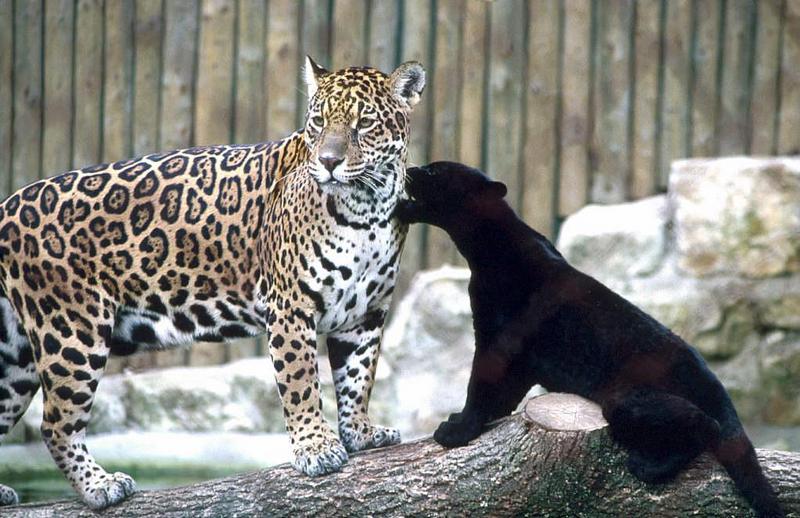 Jaguar cub-normal mom and black young jaguar.jpg